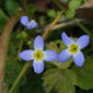 Houstonia serpyllifolia (Rubiaceae) - inflorescence - frontal view of flower