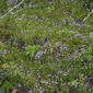 Houstonia serpyllifolia (Rubiaceae) - whole plant - in flower - general view