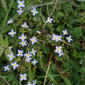 Houstonia serpyllifolia (Rubiaceae) - whole plant - in flower - general view