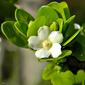 Randia aculeata (White Indigo Berry)