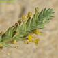 Granza-da-praia; Granza-marítima (Crucianella maritima)