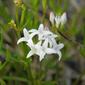 Stenaria nigricans; diamond flowers