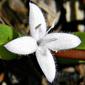 Virginia buttonweed (Diodia virginiana)
